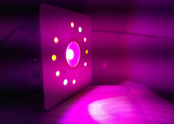 l'épi et la puissance élevée menés élèvent des lumières